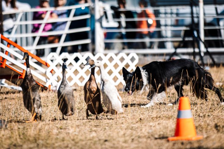 Jai duck herding demo