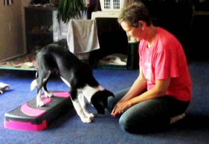 puppy learning 2on2off for stopped contacts in agility