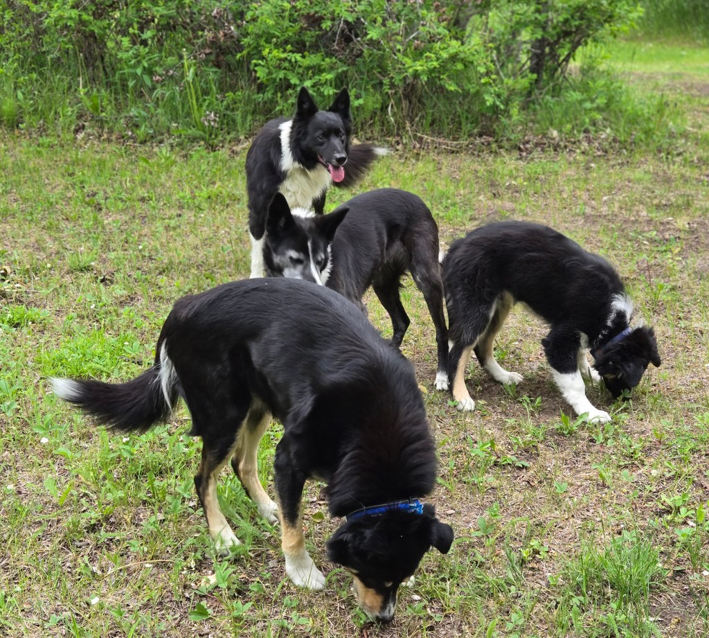 scatter feeding on our hike